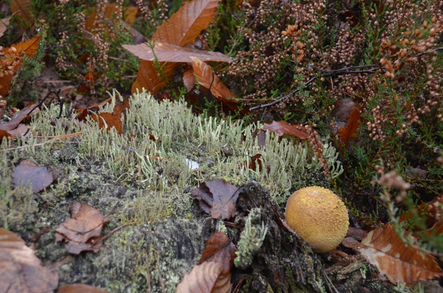2011 12 A la découverte des lichens 33